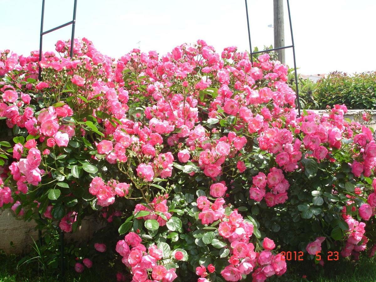Villa Vrancic โรวีน ภายนอก รูปภาพ